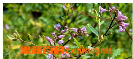 ���߰ٿ��޲����