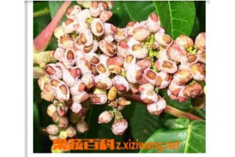�屶������Щ��Ч������