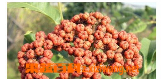 ���߰ٿ�������