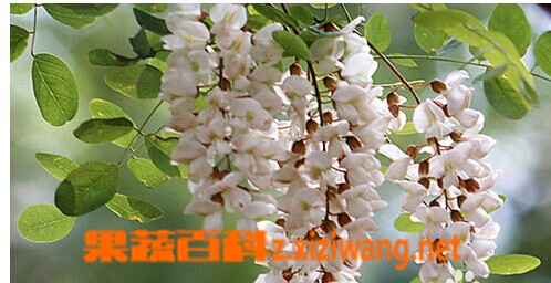 ���߰ٿƻ���