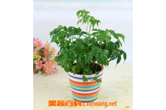 �Ҹ�����Ҷ����ʲôԭ�� �Ҹ�����Ҷ����ô��