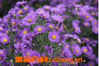 �ϻ��ض�����ˮ���� �Ͼջ���ˮ�ȵĹ�Ч