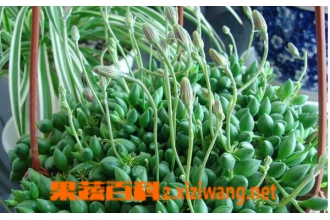 �����������ֳ����