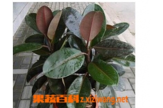 ��Ƥ������ֳ�ķ���