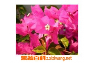 ����÷����ֳ���淨