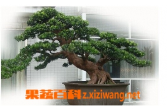 �޺��������ֲ �޺�����ֳ����
