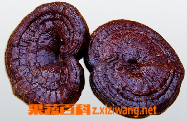 ���߰ٿ�����֥