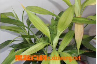 ����Ҷ������ˮ���� ����Ҷ��ˮ����ʲô�ô�