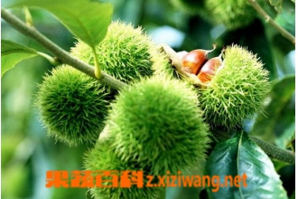 ɽë鷵Ĺ�Ч������