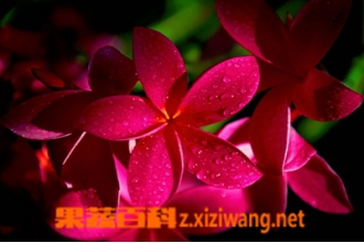 �켦�����Ĺ�Ч������