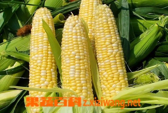 ���߰ٿ�Ŵ����