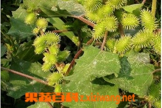 �Զ��ݵĹ�Ч������