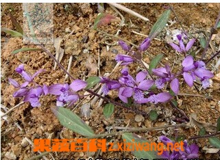 果蔬百科黄瓜仁草