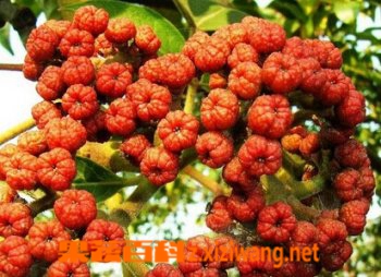 ���߰ٿ�������