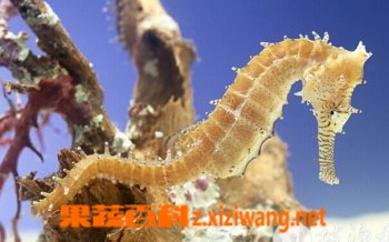 ���߰ٿƺ���