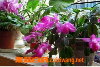 зצ���Ĺ�Ч������