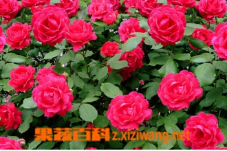Ǿޱ���Ĺ�Ч������