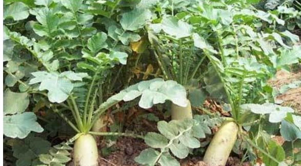 ���߰ٿƴ��ܲ�