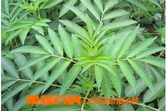 �ӹǲݵĹ�Ч������