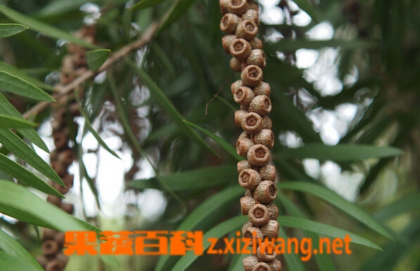 ���߰ٿƴ�Ǯ��