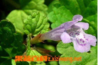 ��Ѫ���Ĺ�Ч������