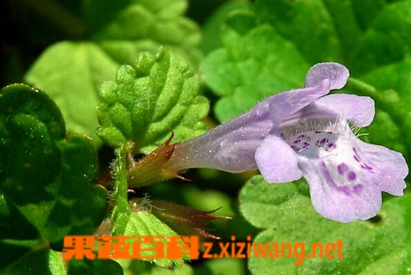���߰ٿƻ�Ѫ��