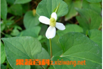 ު�˵Ĺ�Ч������