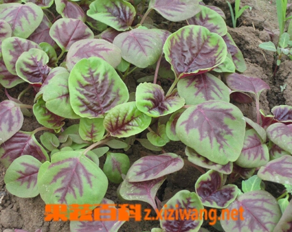 果蔬百科笕菜