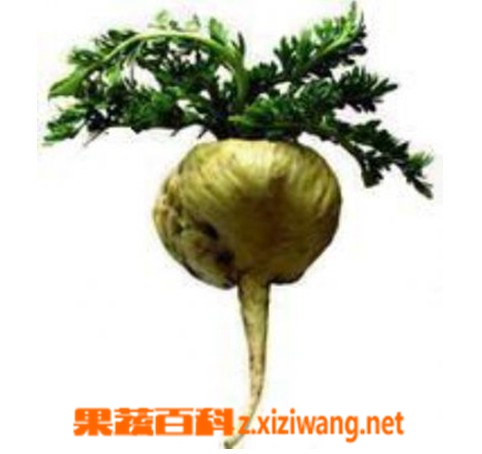 ���߰ٿ�������