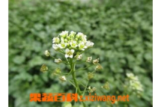 ���˻��Ĺ�Ч������