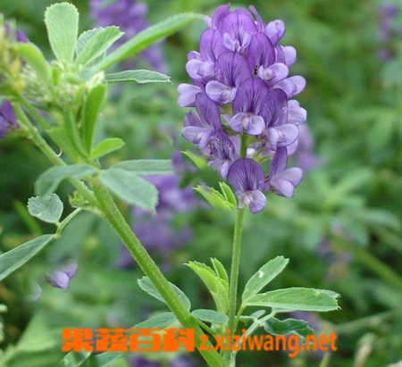 ���߰ٿ���ޣ