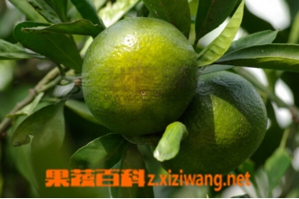 ����Ҷ��γ� ����Ҷ�ķ��÷���