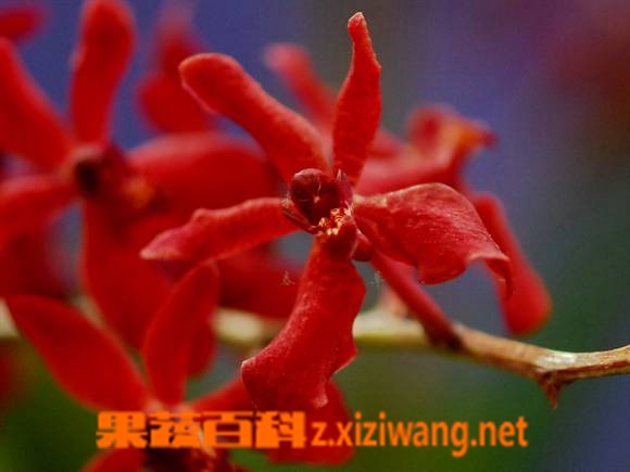 ���߰ٿƺ�ɺ��