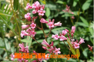 �޲��黨�Ĺ�Ч������