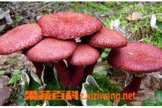 ��ô�����ж�Ģ�� �ж�Ģ�����ʶ��