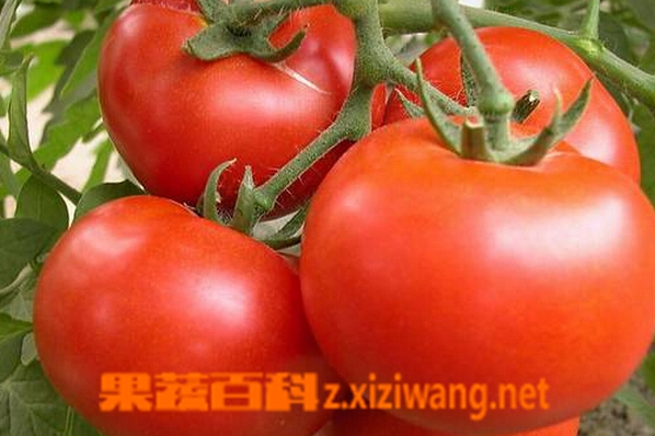 ���߰ٿ���α�����������