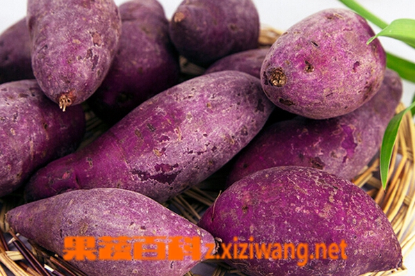 果蔬百科紫红薯
