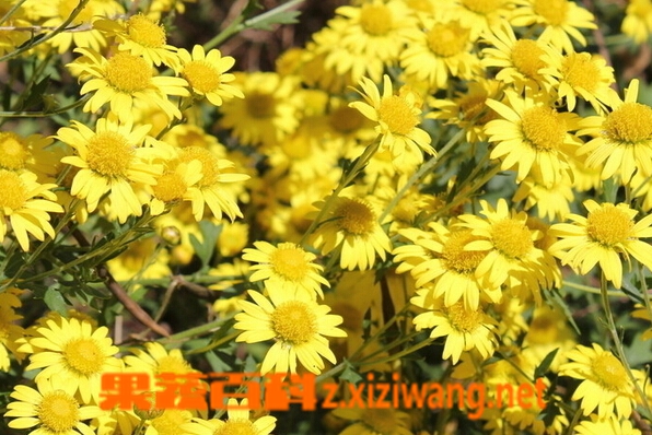 ���߰ٿ�Ұ�ջ���ˮ