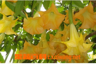 Ұ�������޻�ͼƬ Ұ�������޻�������������;
