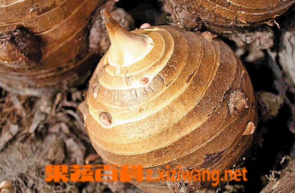 ���߰ٿ���ͷĸ�Ĺ�Ч������