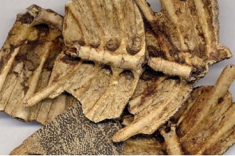 ��ҩ���(���)��Ч���ü�Ӧ��