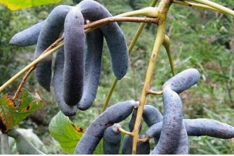 èʺ���ܳ��� èʺ����ô��