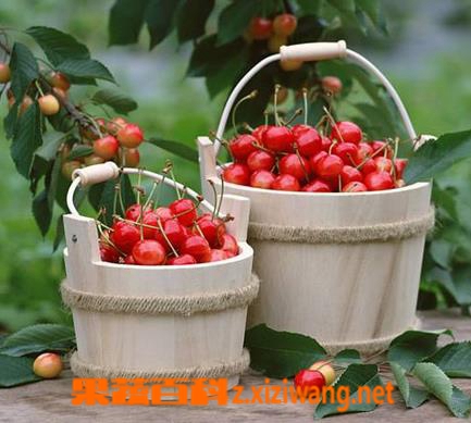 ���߰ٿƳ�ӣ�Ҷ��и��ĺô�