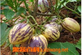 �ຣ�˲ι��Ĺ�Ч������