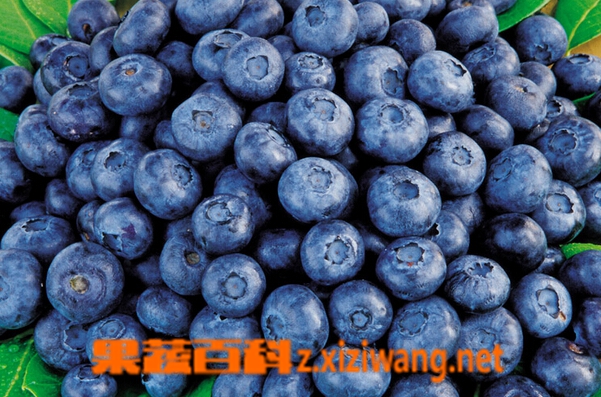 ���߰ٿ���ݮ��Ӫ����ֵ�빦Ч