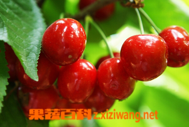 ���߰ٿ�ӣ�ҵ�Ӫ����ֵ�빦Ч