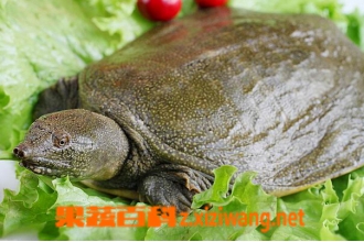 ˮ����ʲô ˮ��Ĺ�Ч������