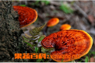 Ұ����֥�Ĺ�Ч ��Ұ����֥����