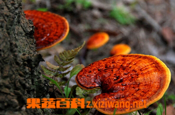 ���߰ٿ�Ұ����֥�Ĺ�Ч