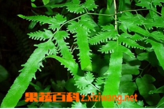 ����ɳ��ʲô ����ɳ�Ĺ�Ч������